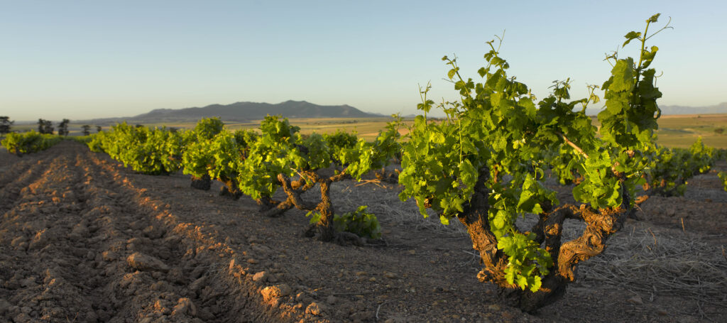 False Bay Vinyards